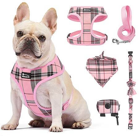 Collar & Harness